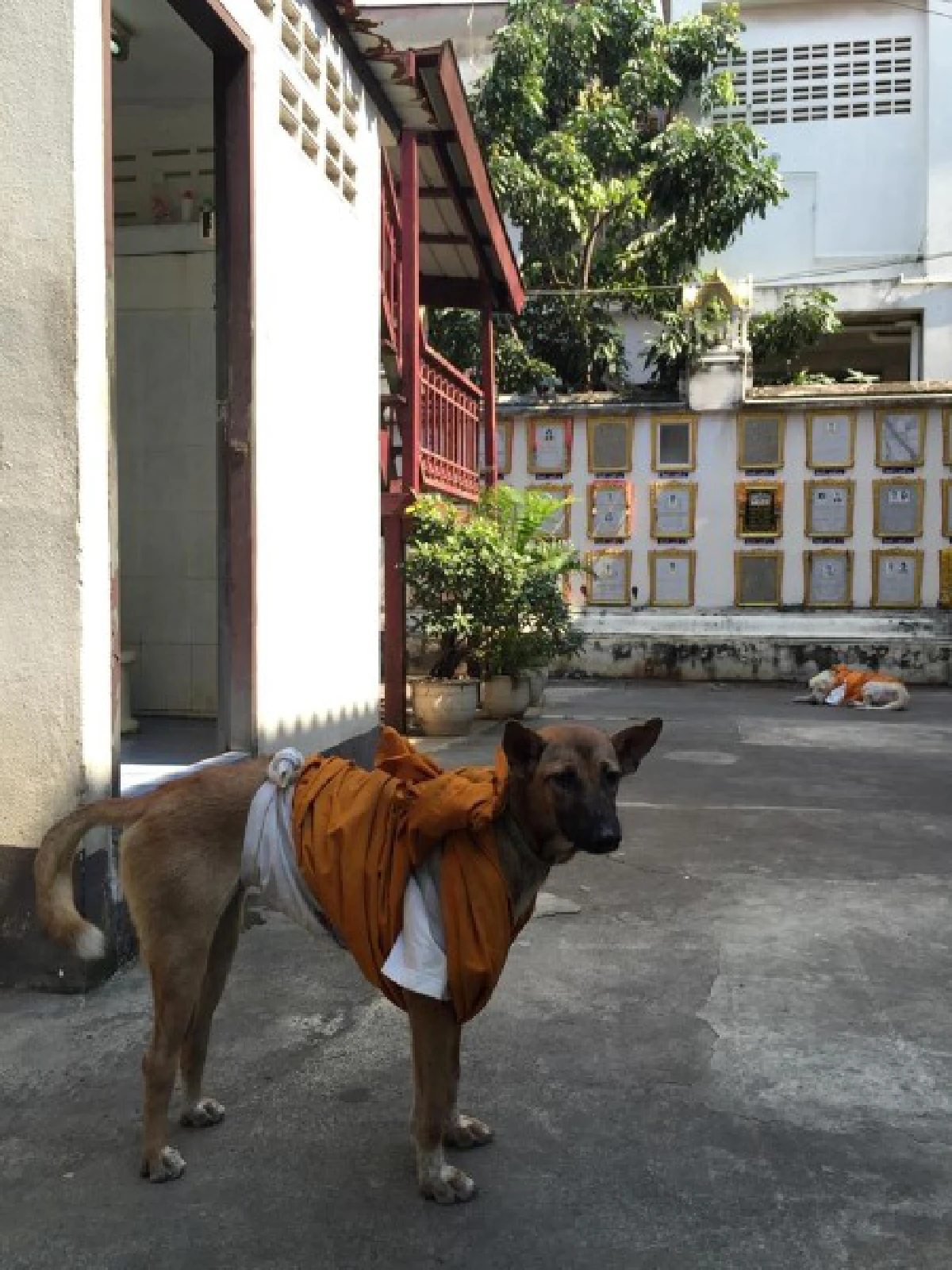 หนาวนี้...ขอความอบอุ่นให้ "คนไร้บ้าน-หมาจรจัด"