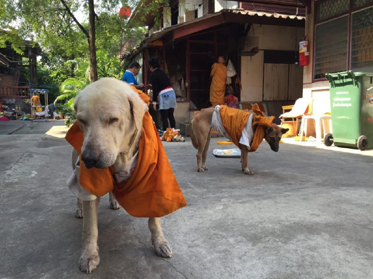 หนาวนี้...ขอความอบอุ่นให้ "คนไร้บ้าน-หมาจรจัด"