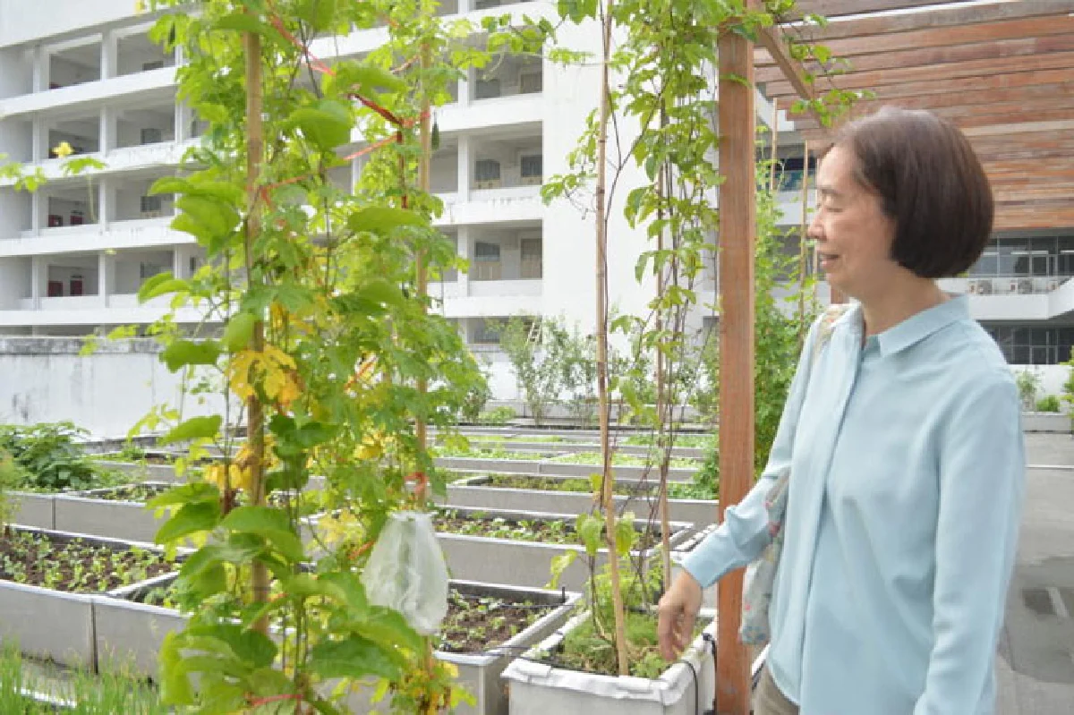 ต้นแบบ สวนผักบนดาดฟ้า แหล่งเรียนรู้ใน ม.เกษตรฯ