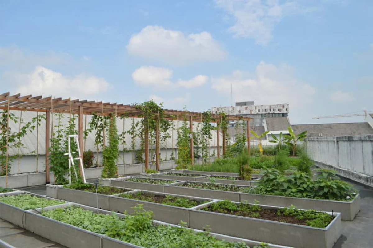 ต้นแบบ สวนผักบนดาดฟ้า แหล่งเรียนรู้ใน ม.เกษตรฯ