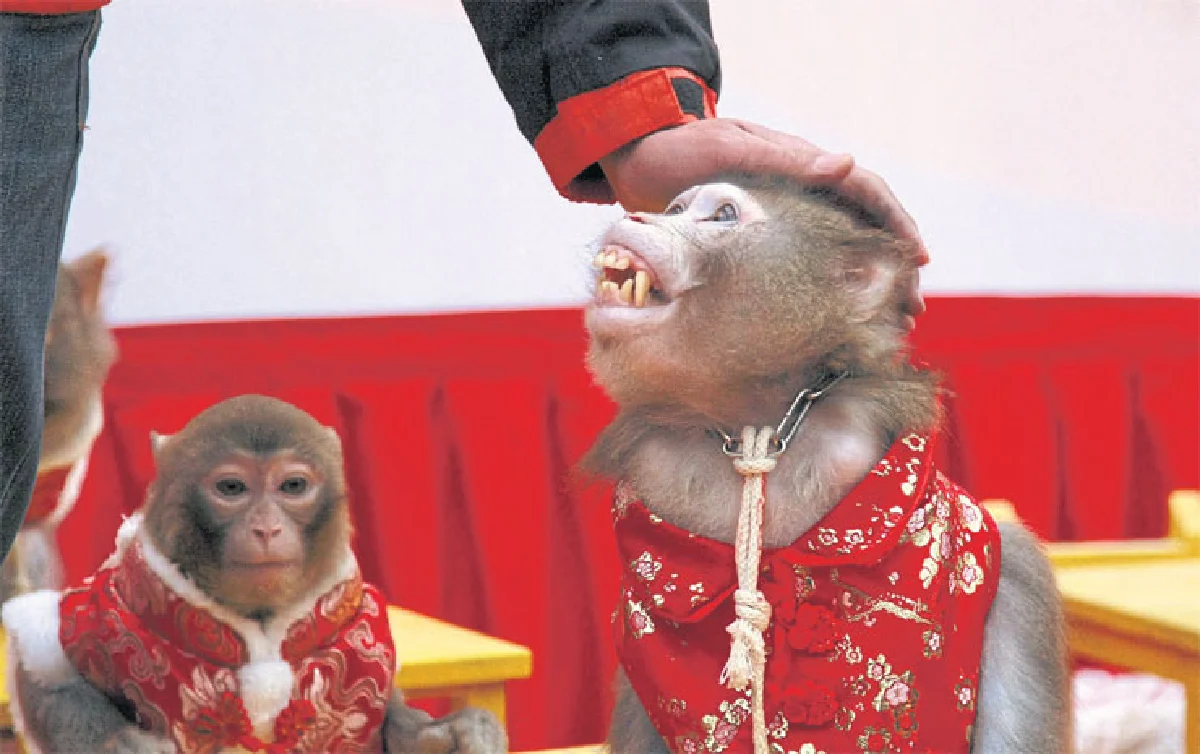 ลิงมาแล้ว