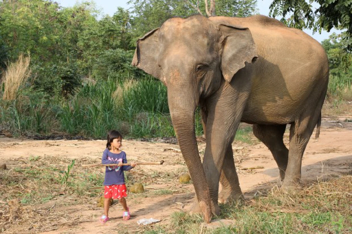 เปิดภาพประทับใจเด็กหญิง4ขวบเลี้ยงช้าง