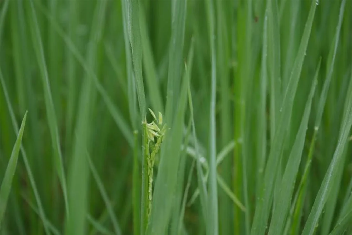 อิ่มอร่อย ปลอดภัยกับข้าวใส่ใจ