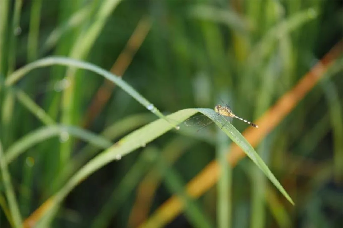 อิ่มอร่อย ปลอดภัยกับข้าวใส่ใจ