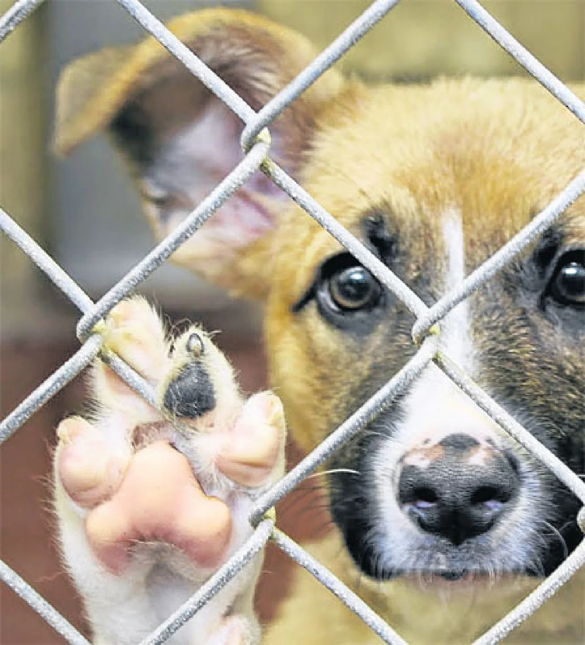 คดีตัวอย่างโทษถึงคุก...กม.ใหม่ทารุณกรรมสัตว์ พิทักษ์สัตว์...เจ้าตูบ แมวเหมียว