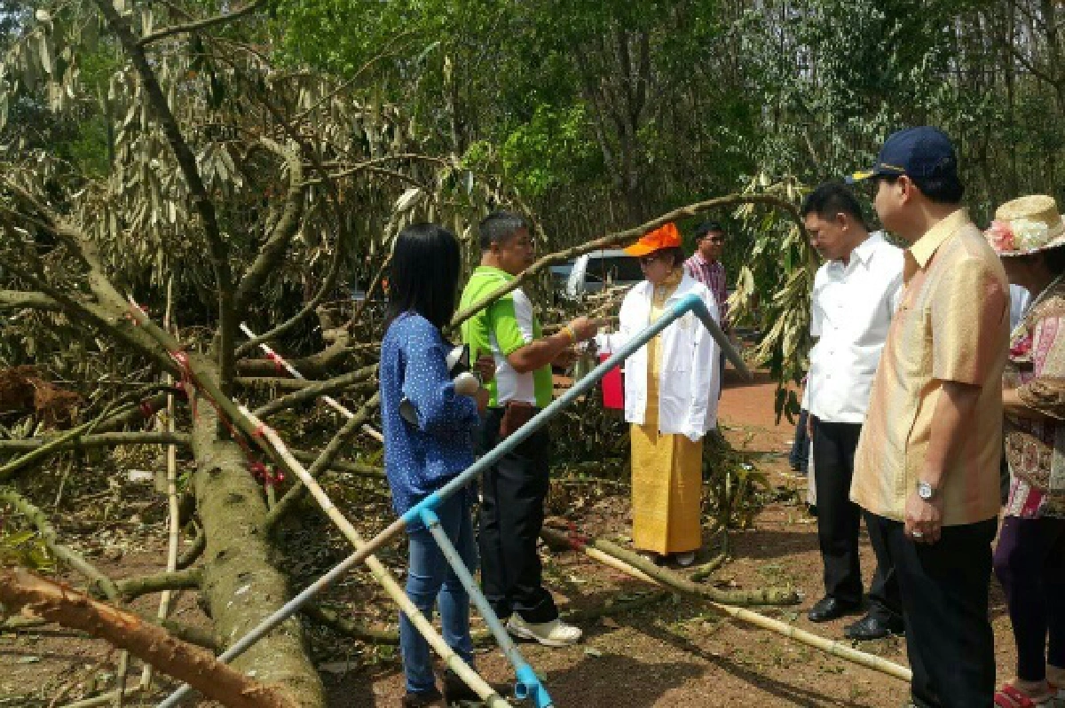 พายุพัดสวนทุเรียนระยองพังเกือบ 100 ไร่