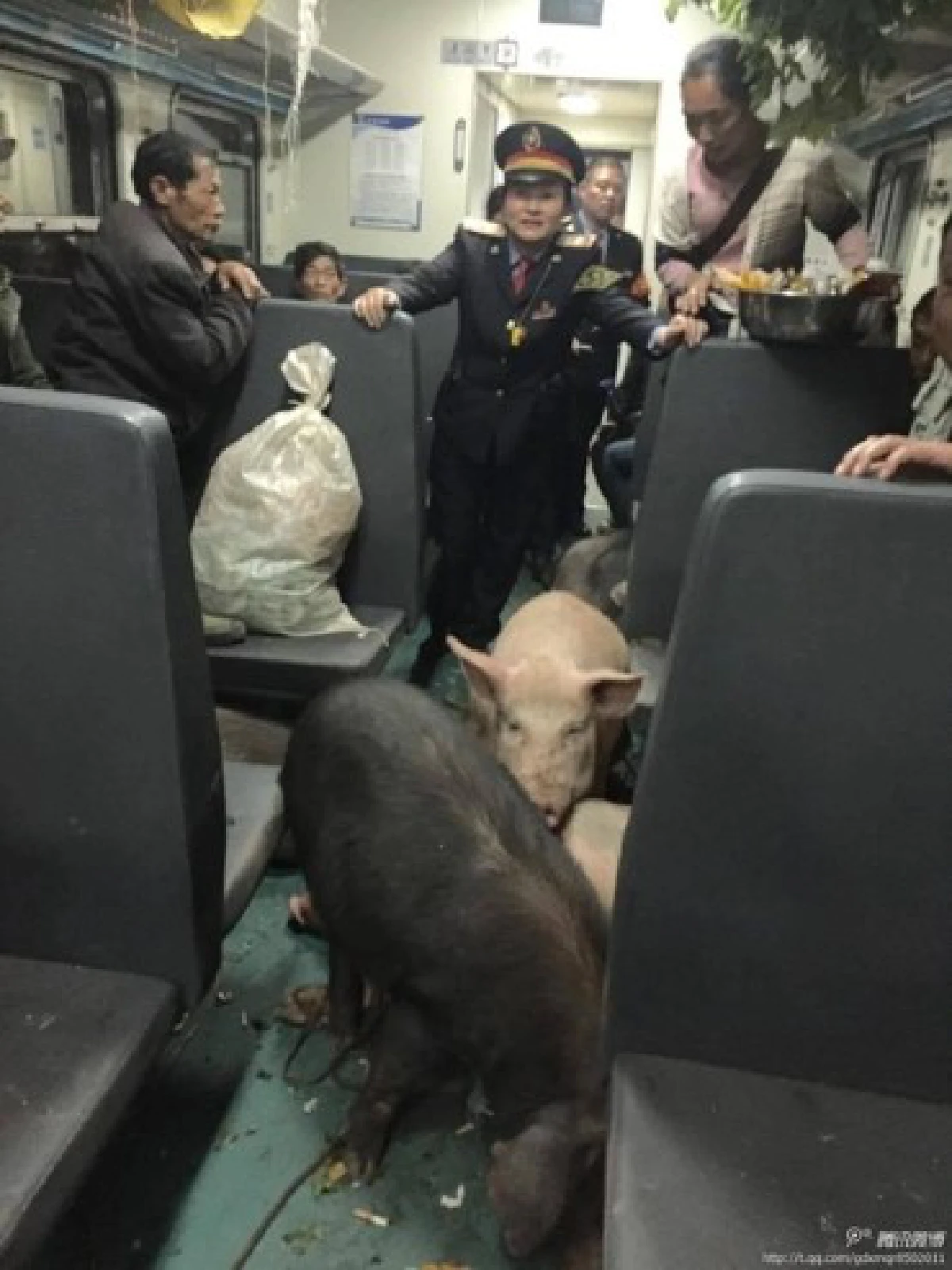 อึ้ง!ชาวนาต้อนหมูขึ้นรถไฟเหตุไม่มีเงินจ้างรถบรรทุก