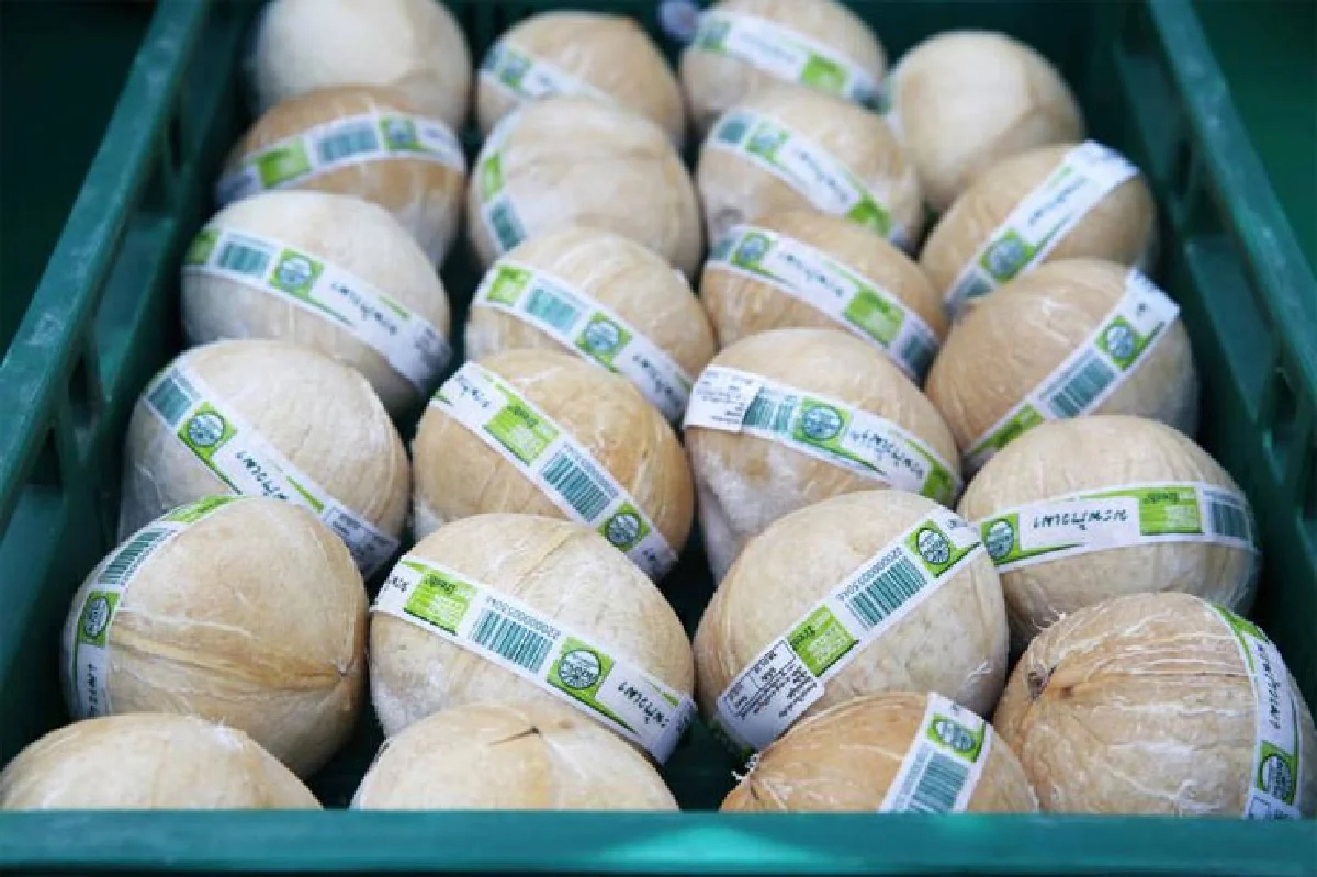 เจาะ 'สวนมะพร้าวน้ำหอม' ผลไม้ดาวรุ่งพยุงเศรษฐกิจ