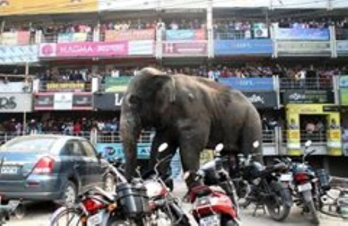 ระทึก!ช้างป่าบุกเมืองในอินเดีย ทำลายทุกสิ่งที่ขวางหน้า (มีคลิป)