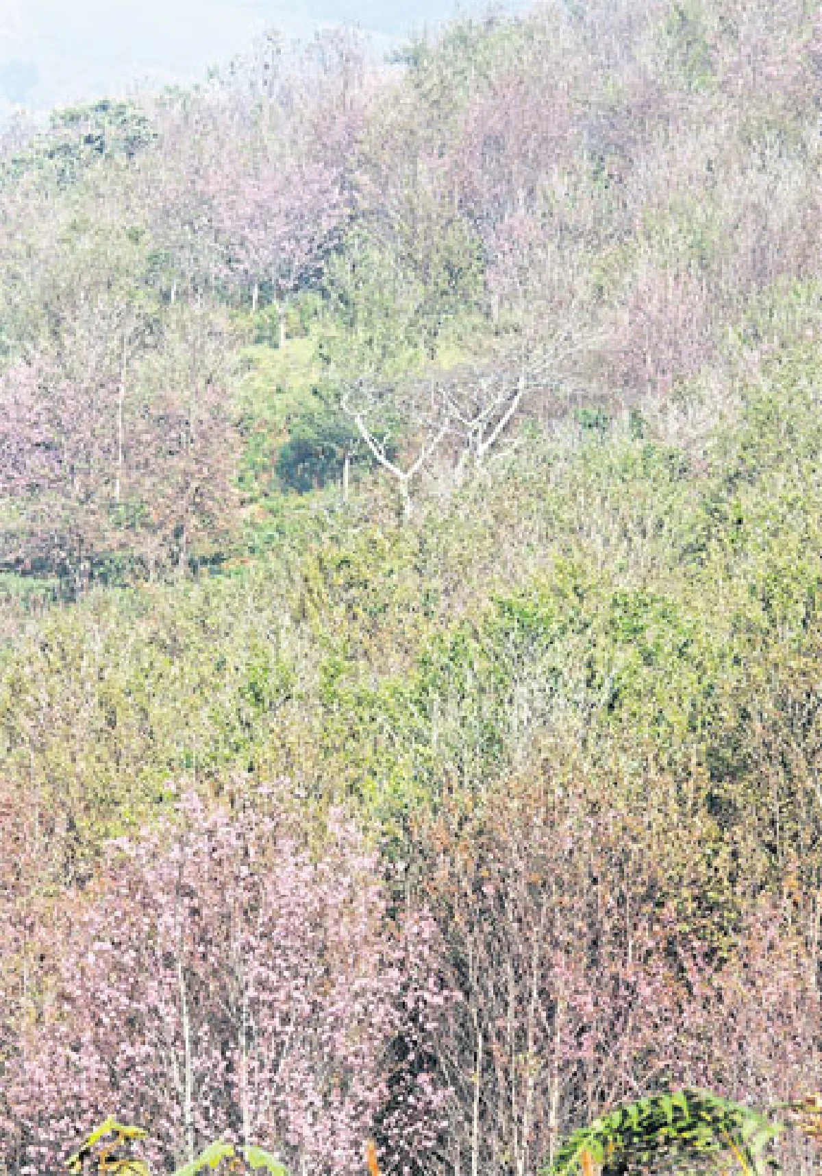 วาเลนไทน์ ครั้งสุดท้ายภูลมโล