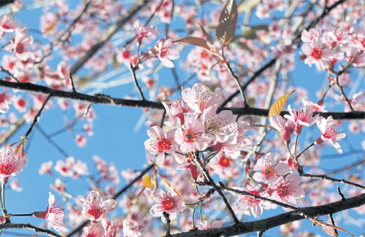 วาเลนไทน์ ครั้งสุดท้ายภูลมโล