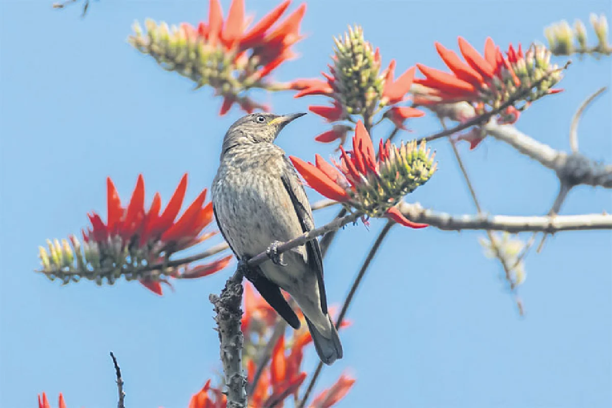 ความหวานที่เบ่งบาน