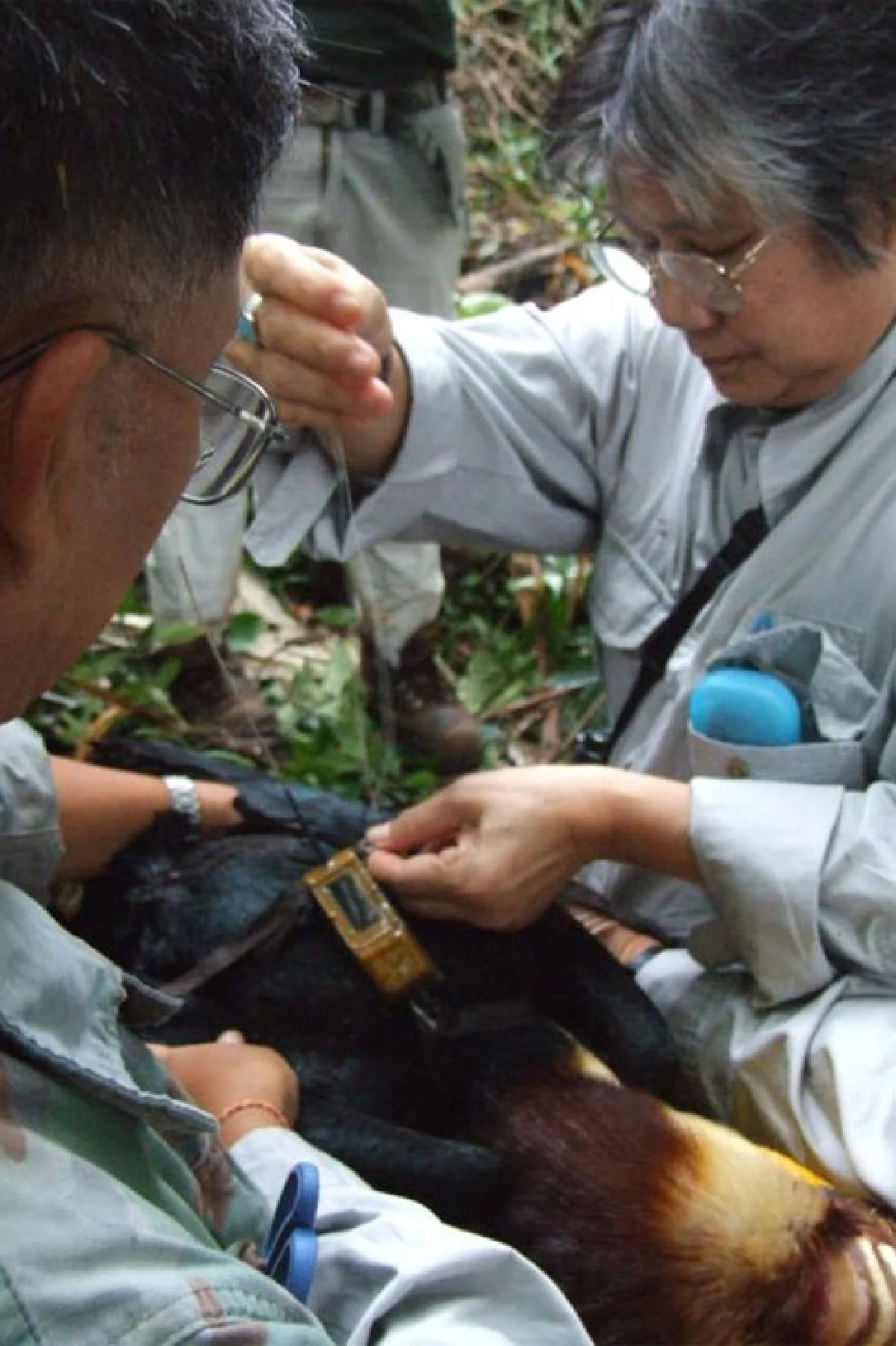 นกเงือก สัญลักษณ์แห่งรักแท้และผู้บ่งชี้ความอุดมสมบูรณ์ของป่า