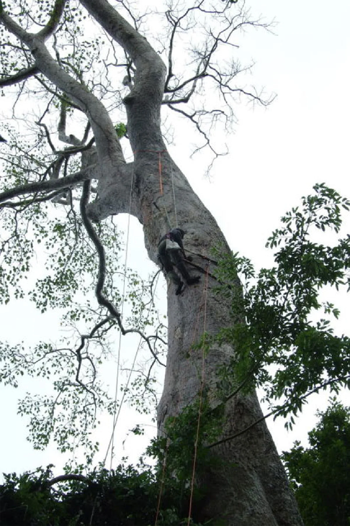 นกเงือก สัญลักษณ์แห่งรักแท้และผู้บ่งชี้ความอุดมสมบูรณ์ของป่า