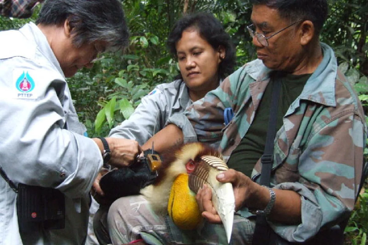 นกเงือก สัญลักษณ์แห่งรักแท้และผู้บ่งชี้ความอุดมสมบูรณ์ของป่า