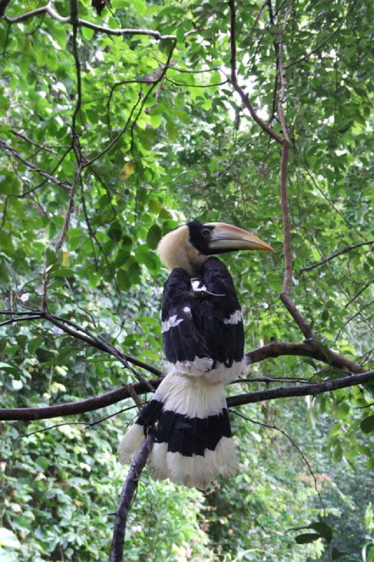 นกเงือก สัญลักษณ์แห่งรักแท้และผู้บ่งชี้ความอุดมสมบูรณ์ของป่า