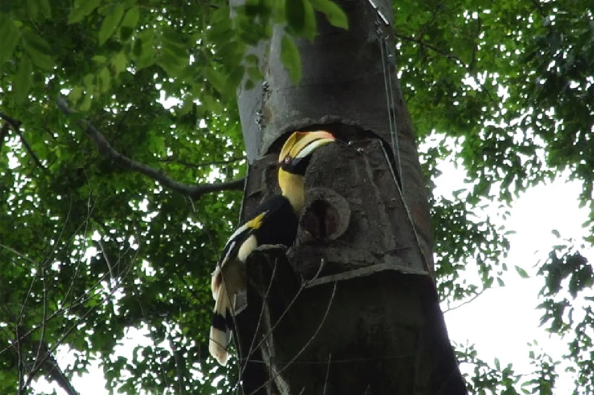 นกเงือก สัญลักษณ์แห่งรักแท้และผู้บ่งชี้ความอุดมสมบูรณ์ของป่า