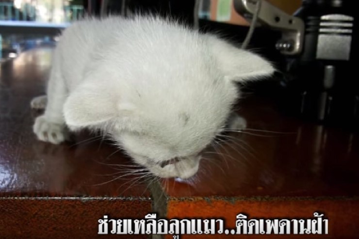 ร่วมด้วยช่วยชีวิตลูกแมวติดบนเพดานฝ้า ร่วมด้วยช่วยชีวิตลูกแมวติดบนเพดานฝ้า