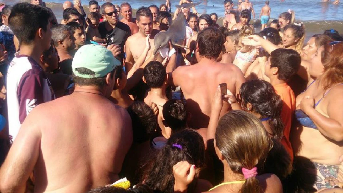 สลด!คนแห่แย่งถ่ายเซลฟี่ลูกโลมา สุดท้ายตายคามือ