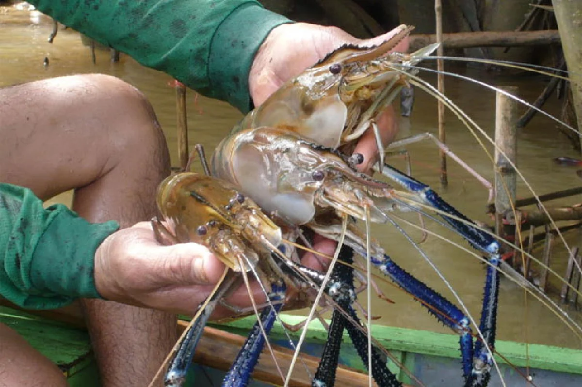 เที่ยวแม่น้ำตราดกินกุ้งก้ามกราม