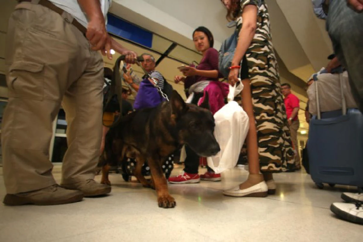 สุนัขตำรวจตรวจเข้มรถไฟฟ้าแอร์พอร์ตลิงค์