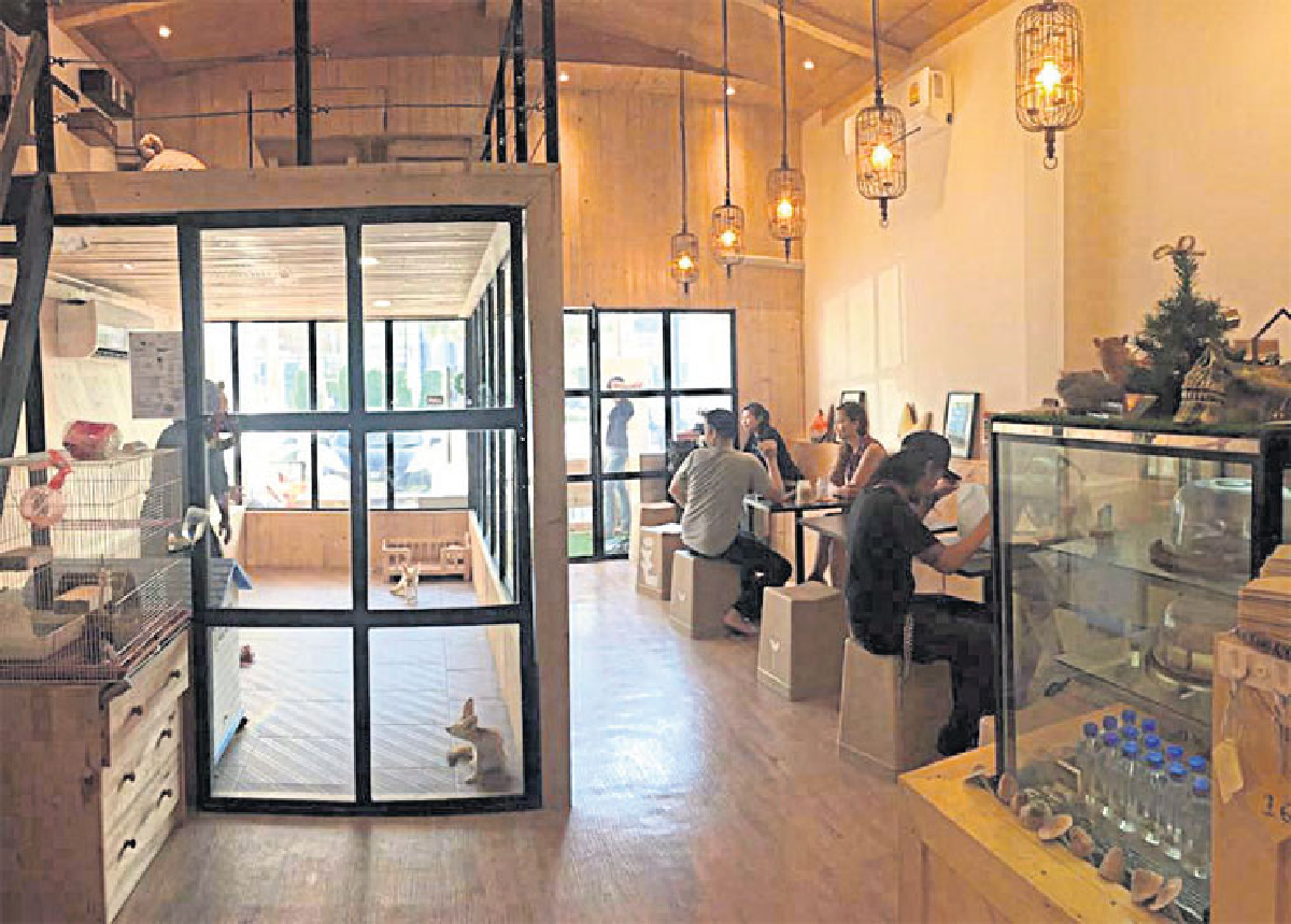 หลงรักสุนัขจิ้งจอก @Little Zoo Cafe หลงรักสุนัขจิ้งจอก @Little Zoo Cafe