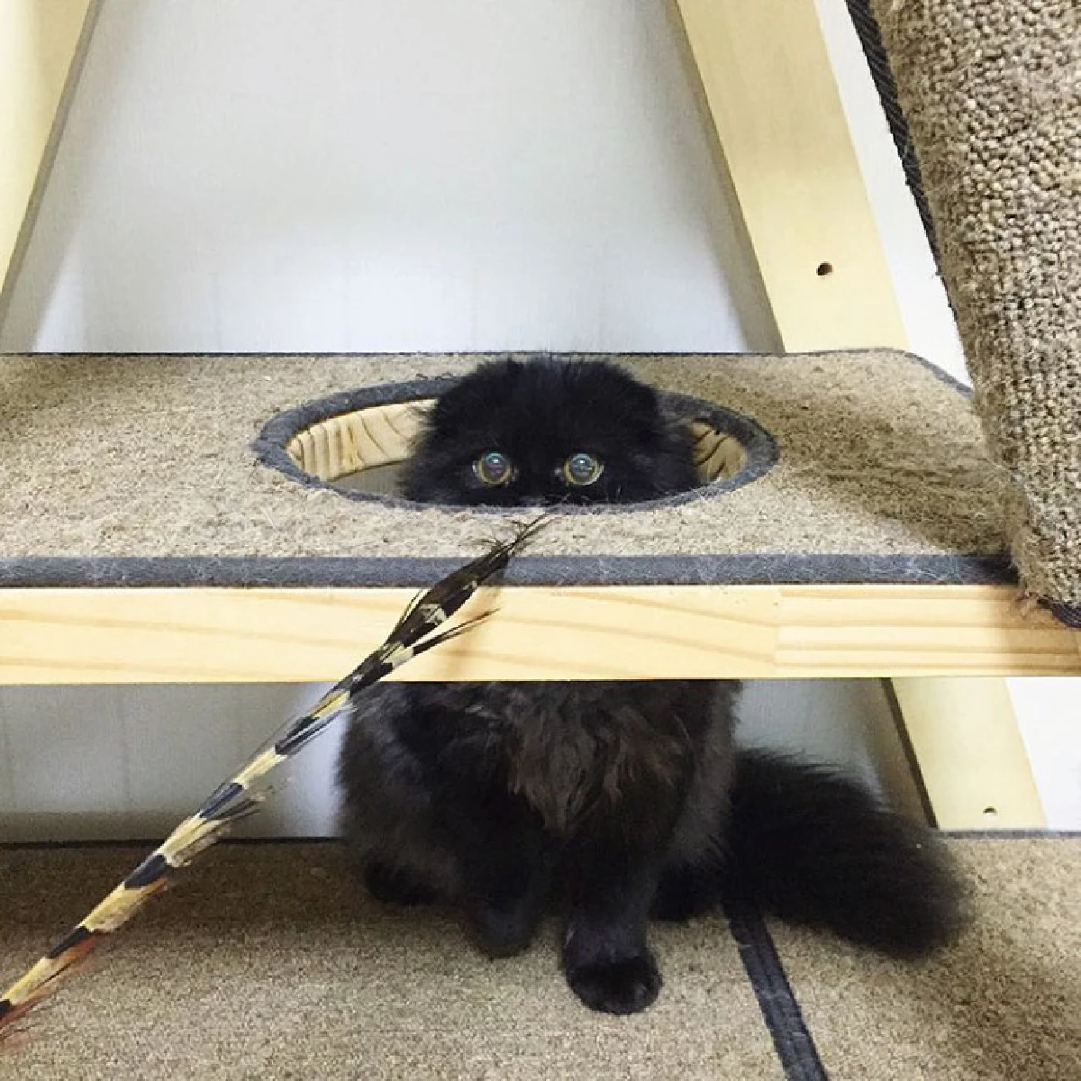 ขวัญใจคนใหม่!"กีโม"แมวเหมียวตัวดำ-ตาโตเหมือนตุ๊กตา (ชมภาพ)