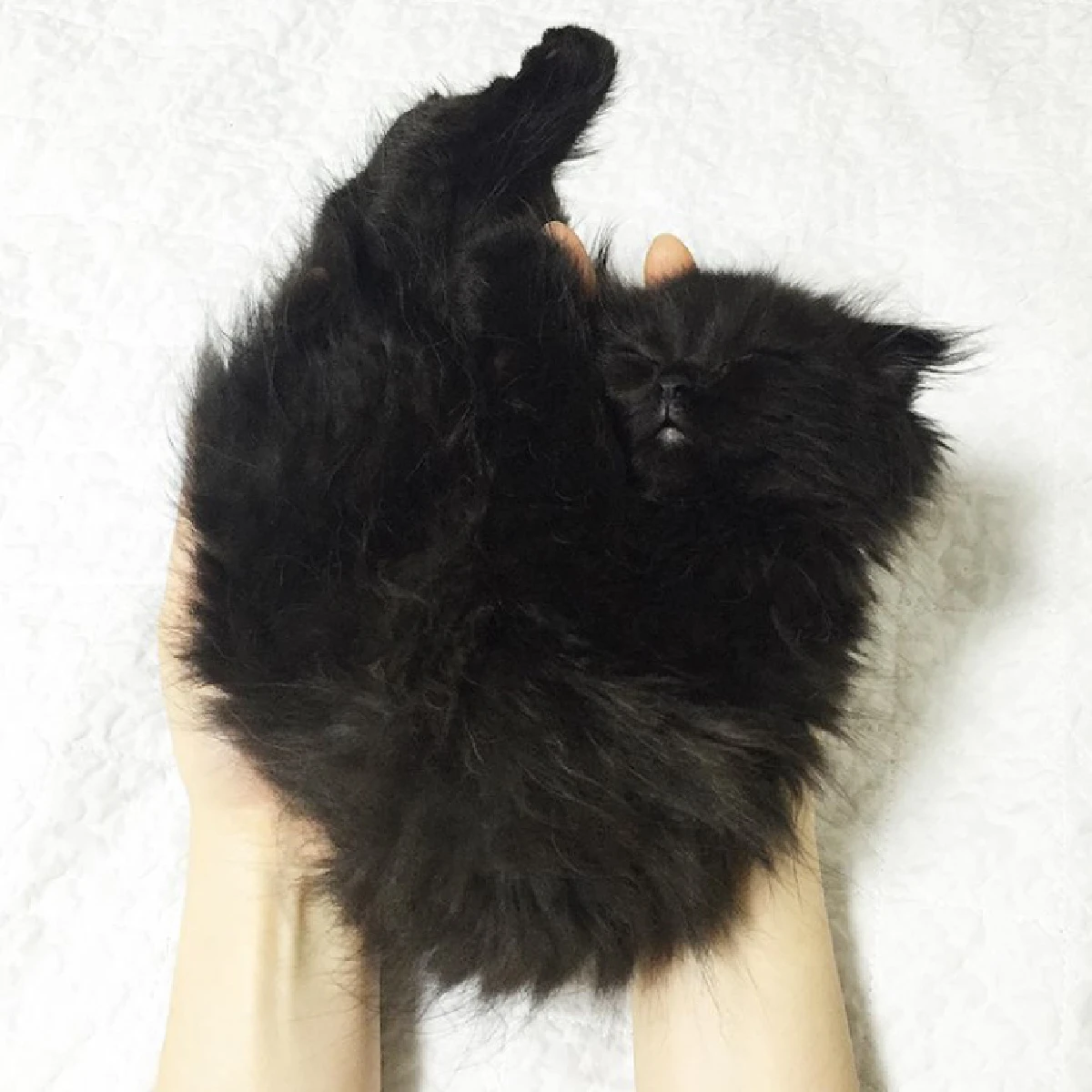 ขวัญใจคนใหม่!"กีโม"แมวเหมียวตัวดำ-ตาโตเหมือนตุ๊กตา (ชมภาพ)