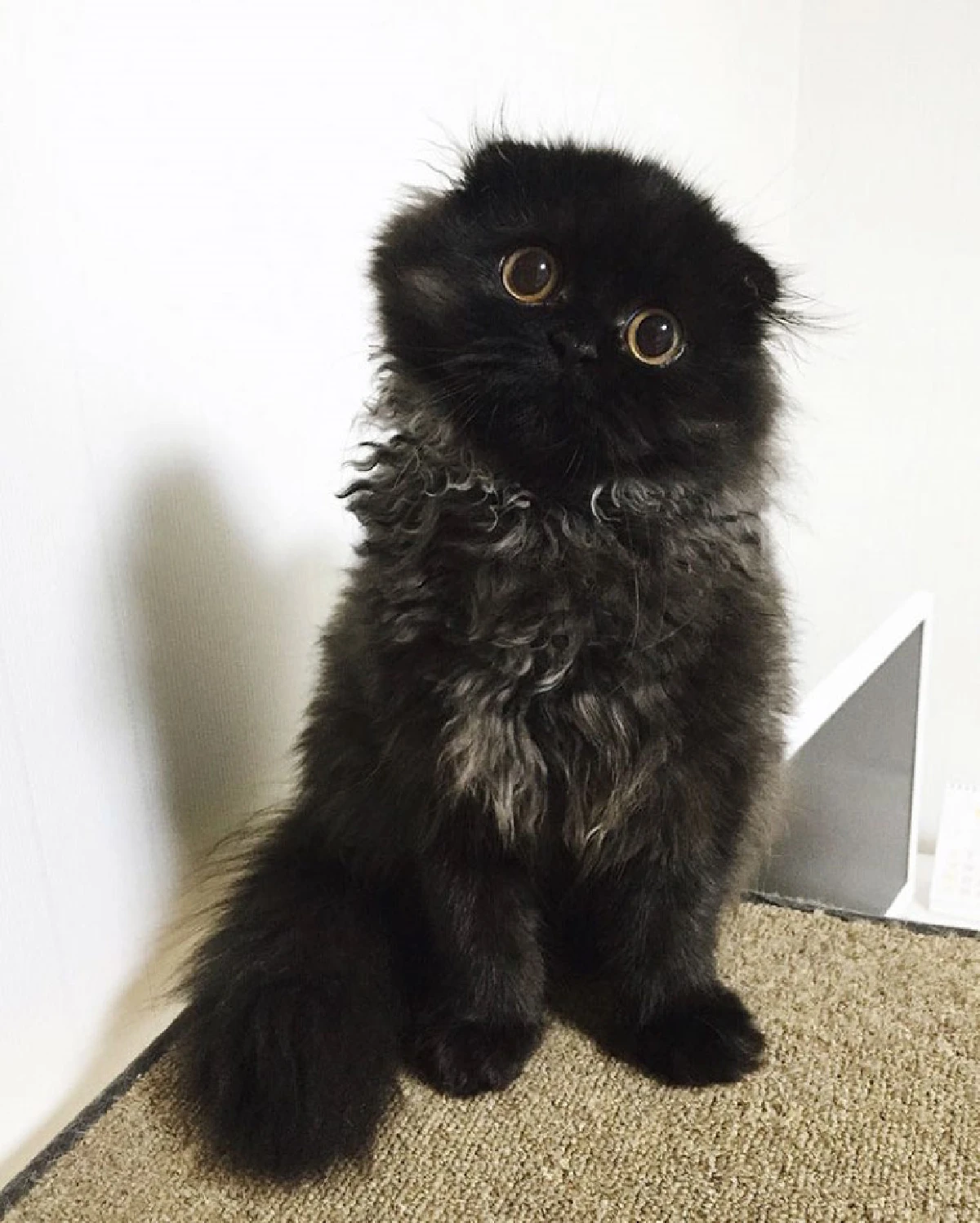 ขวัญใจคนใหม่!"กีโม"แมวเหมียวตัวดำ-ตาโตเหมือนตุ๊กตา (ชมภาพ)