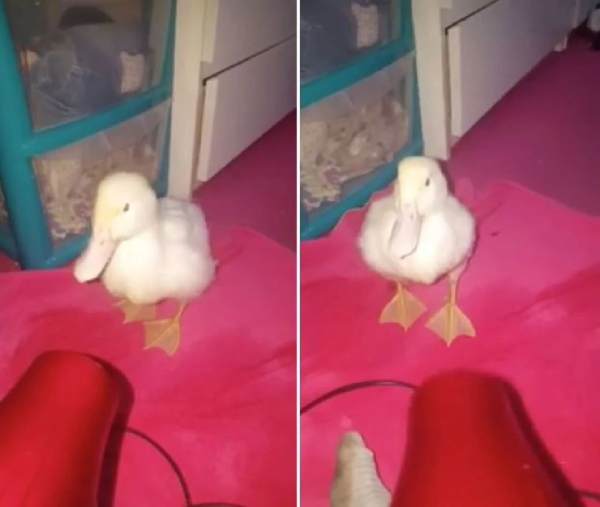 น่ารัก!เจ้าเป็ดน้อยติดเจ้าของ ตามไปทุกที่ไม่เว้นในผับ