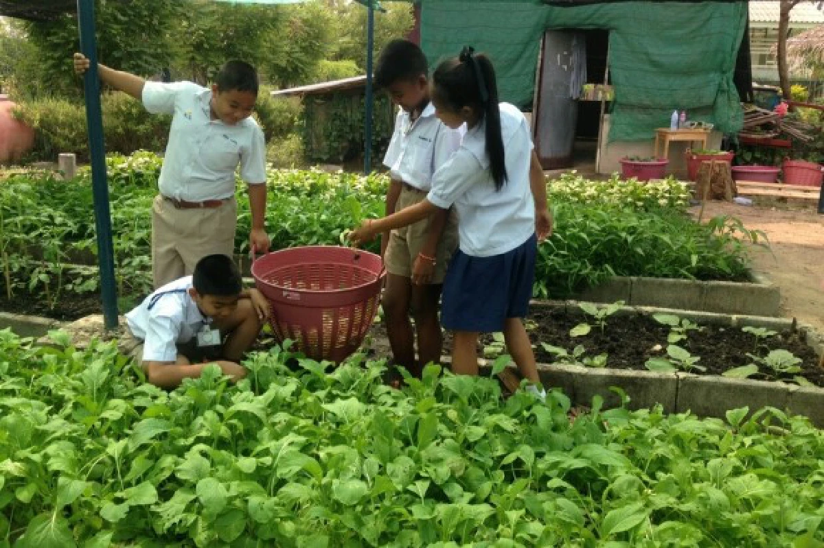 เด็กป.6ปลูกผักใช้น้ำน้อยสร้างรายได้เข้าโรงเรียน