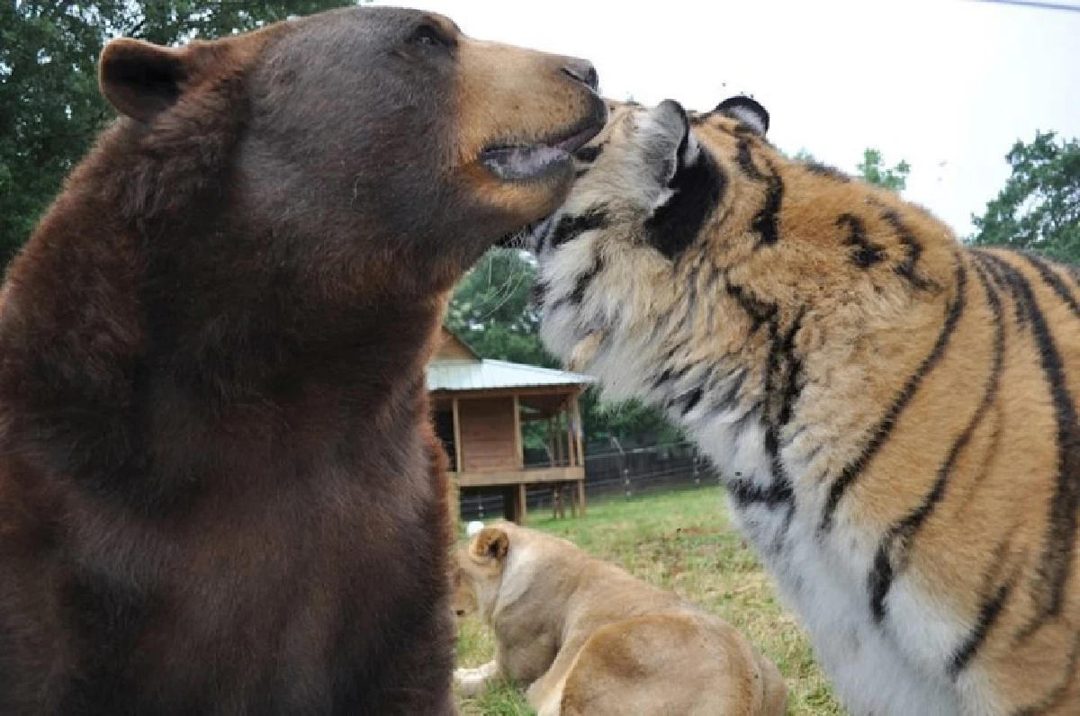 ครอบครัวเดียวกัน! หมี/เสือ/สิงโตอยู่เคียงข้างกันตลอด15ปีไม่เคยห่าง