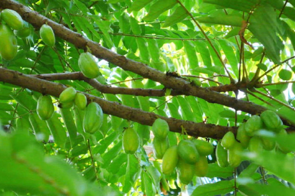 เปรี้ยว ใช้เป็น ประโยชน์เยอะ