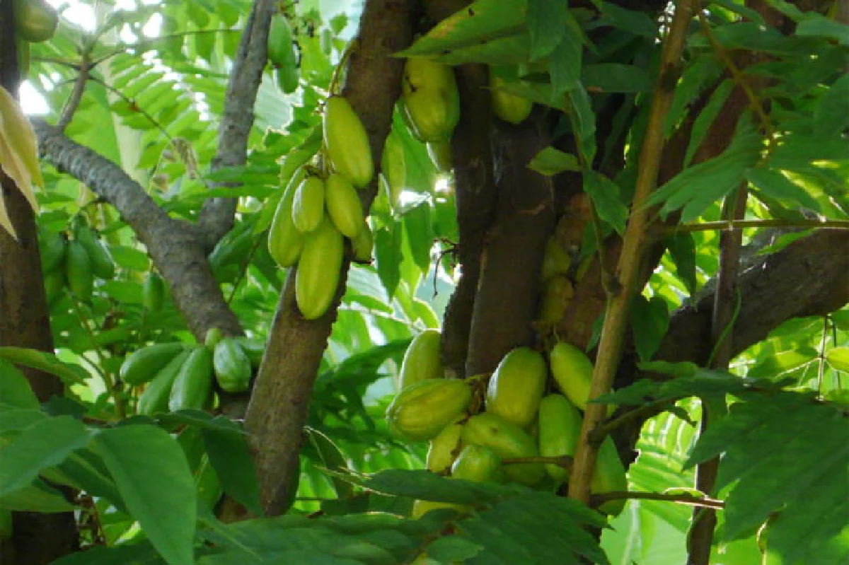 เปรี้ยว ใช้เป็น ประโยชน์เยอะ