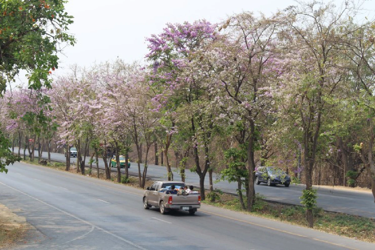 ดอกเสลาบานสะพรั่งถนนสายนครสวรรค์-พิษณุโลก