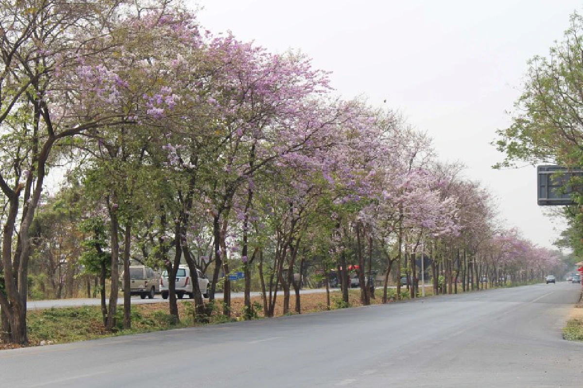 ดอกเสลาบานสะพรั่งถนนสายนครสวรรค์-พิษณุโลก