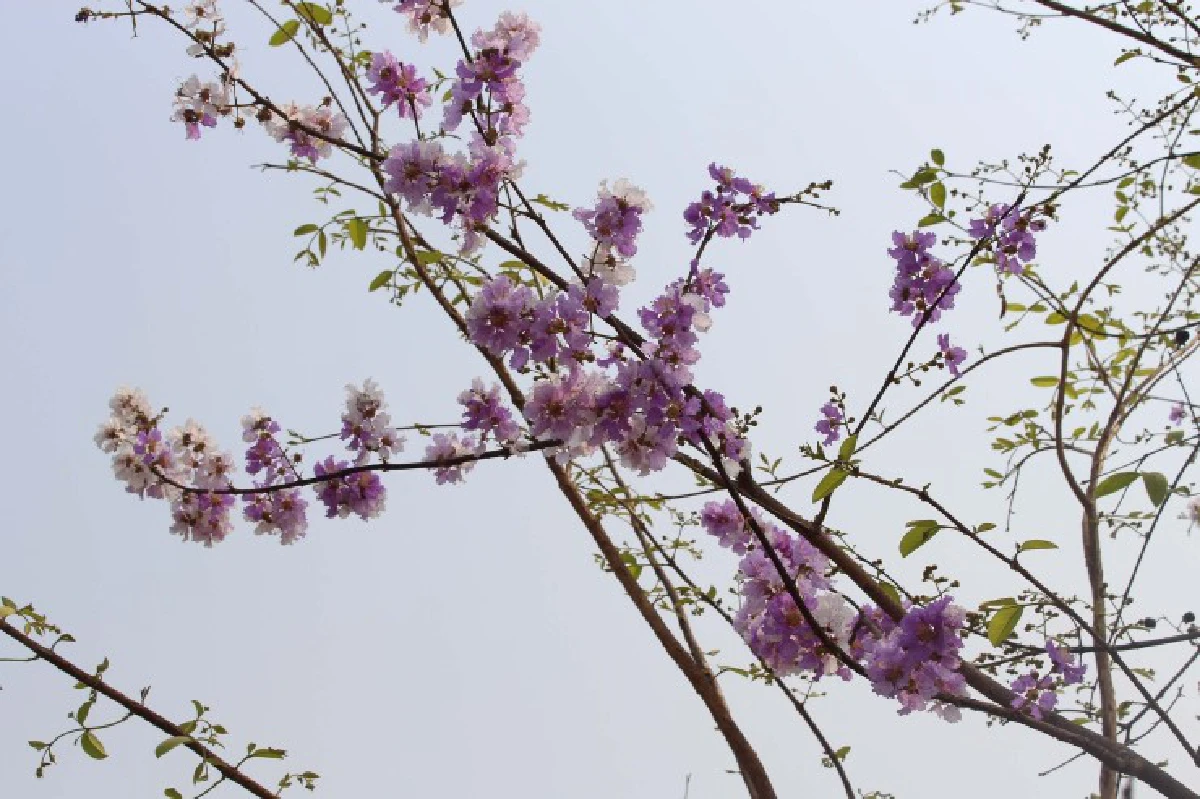 ดอกเสลาบานสะพรั่งถนนสายนครสวรรค์-พิษณุโลก