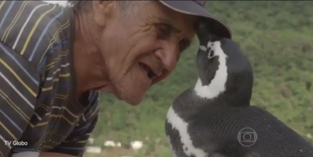 เพนกวินไม่ลืมพระคุณ ข้ามทวีปเยี่ยมคนช่วยชีวิต