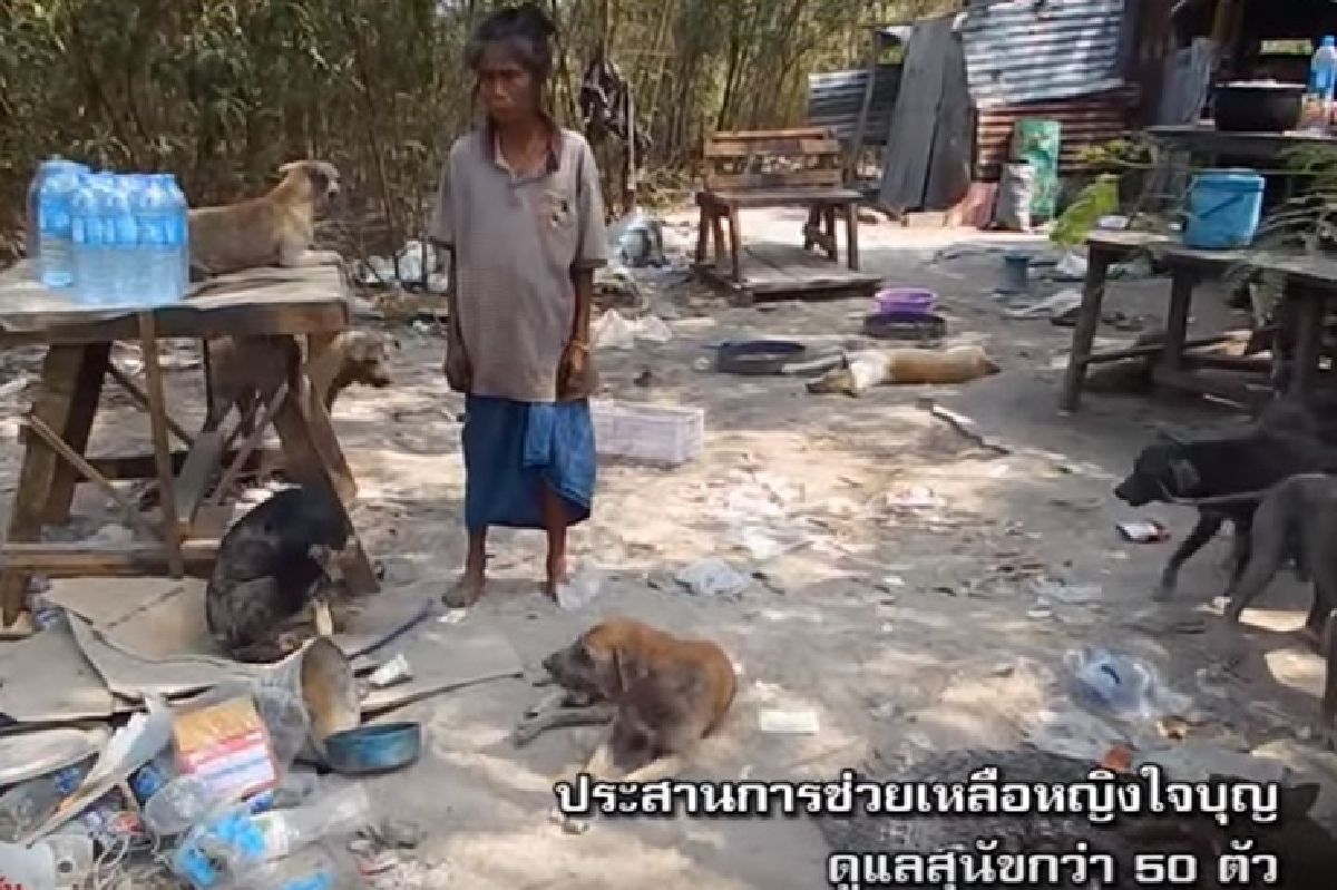 พบหญิงใจบุญดูแลสุนัขกว่า50ชีวิตนานนับ10ปี พบหญิงใจบุญดูแลสุนัขกว่า50ชีวิตนานนับ10ปี