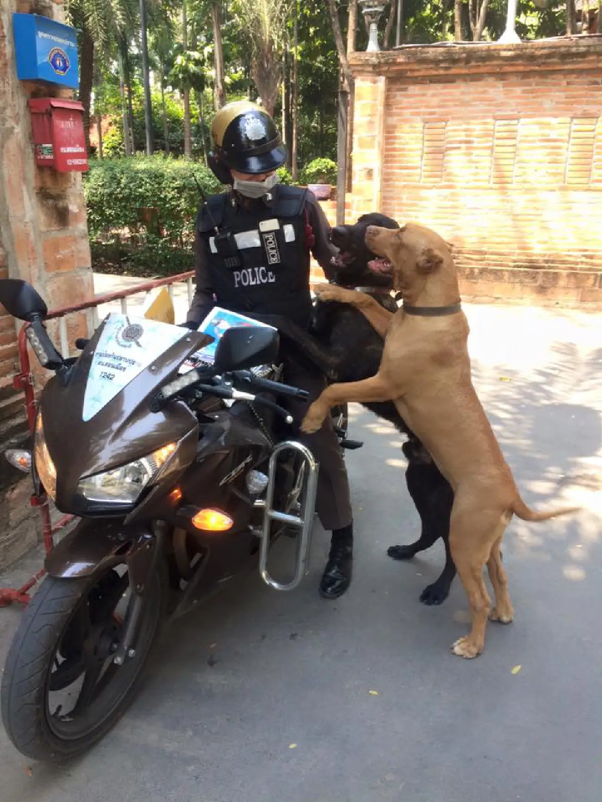 แชร์สนั่น! ภาพ ตร.ไทยกับ 2 ตูบเรียกรอยยิ้ม