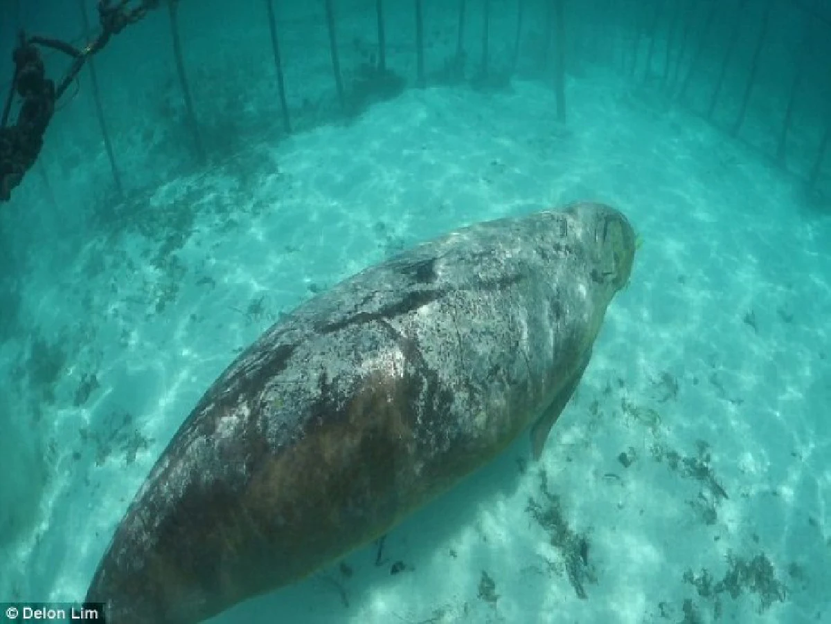 สลด!ประมงอินโดฯจับพะยูนล่ามโซ่-ขังกรง ล่อใจนักท่องเที่ยว