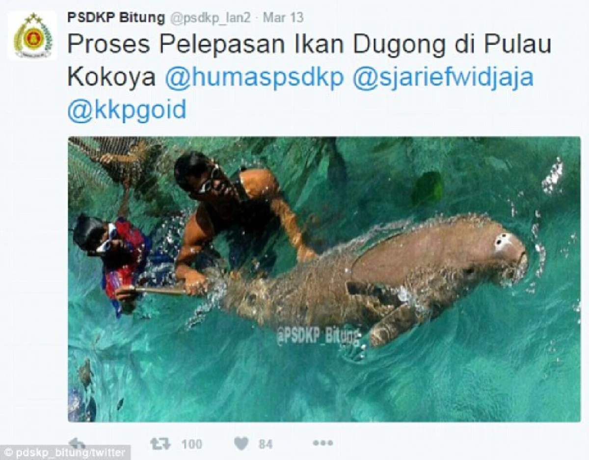 สลด!ประมงอินโดฯจับพะยูนล่ามโซ่-ขังกรง ล่อใจนักท่องเที่ยว