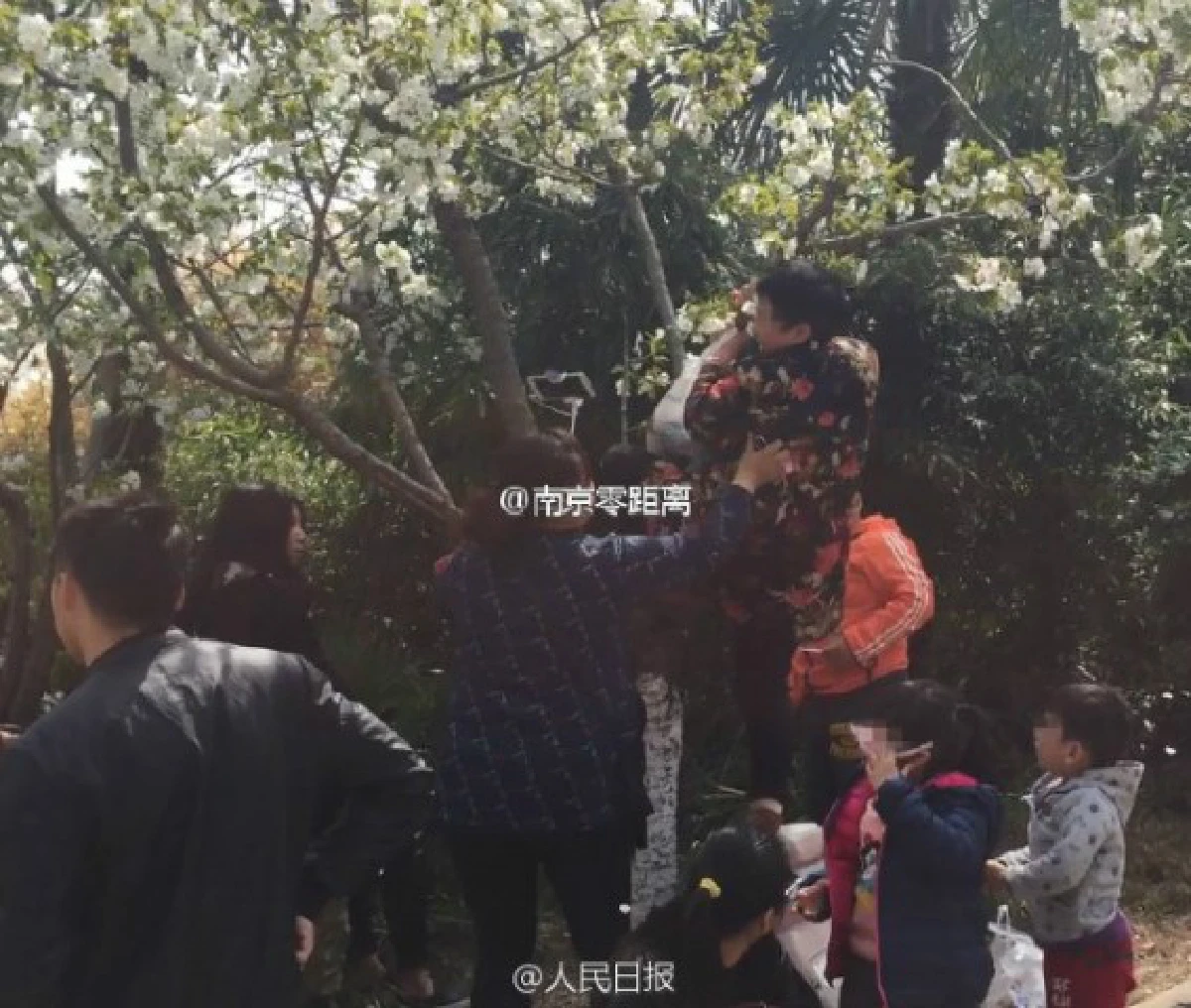 โอ้แม่เจ้า!นักท่องเที่ยวจีนปีน-ถีบต้นซากุระหวังถ่ายเซลฟี่