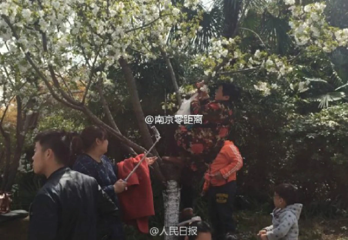 โอ้แม่เจ้า!นักท่องเที่ยวจีนปีน-ถีบต้นซากุระหวังถ่ายเซลฟี่