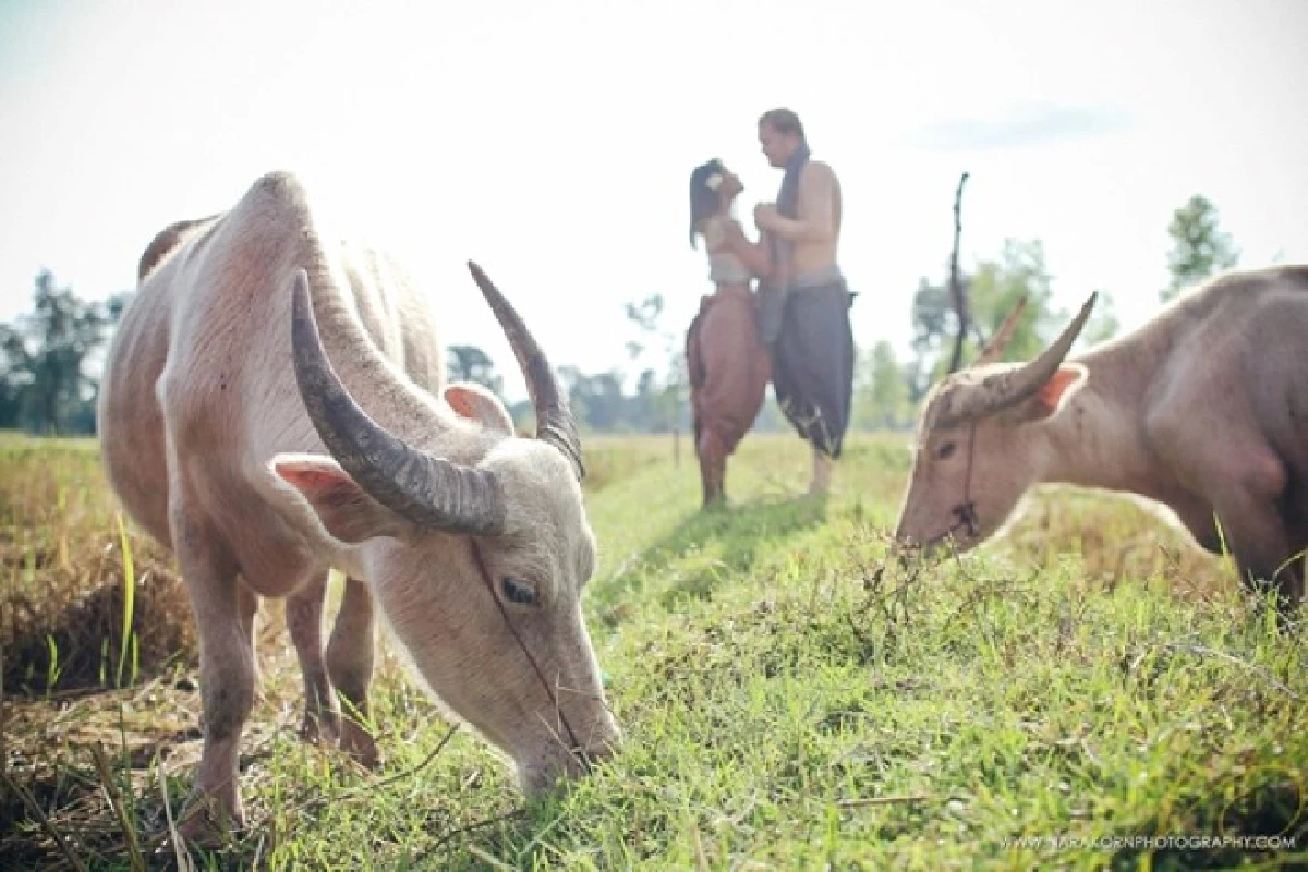 บรรเจิด!หนุ่มเดนมาร์กจูงมือสาวไทยถ่ายพรีเวดดิ้งกลางทุ่งนา