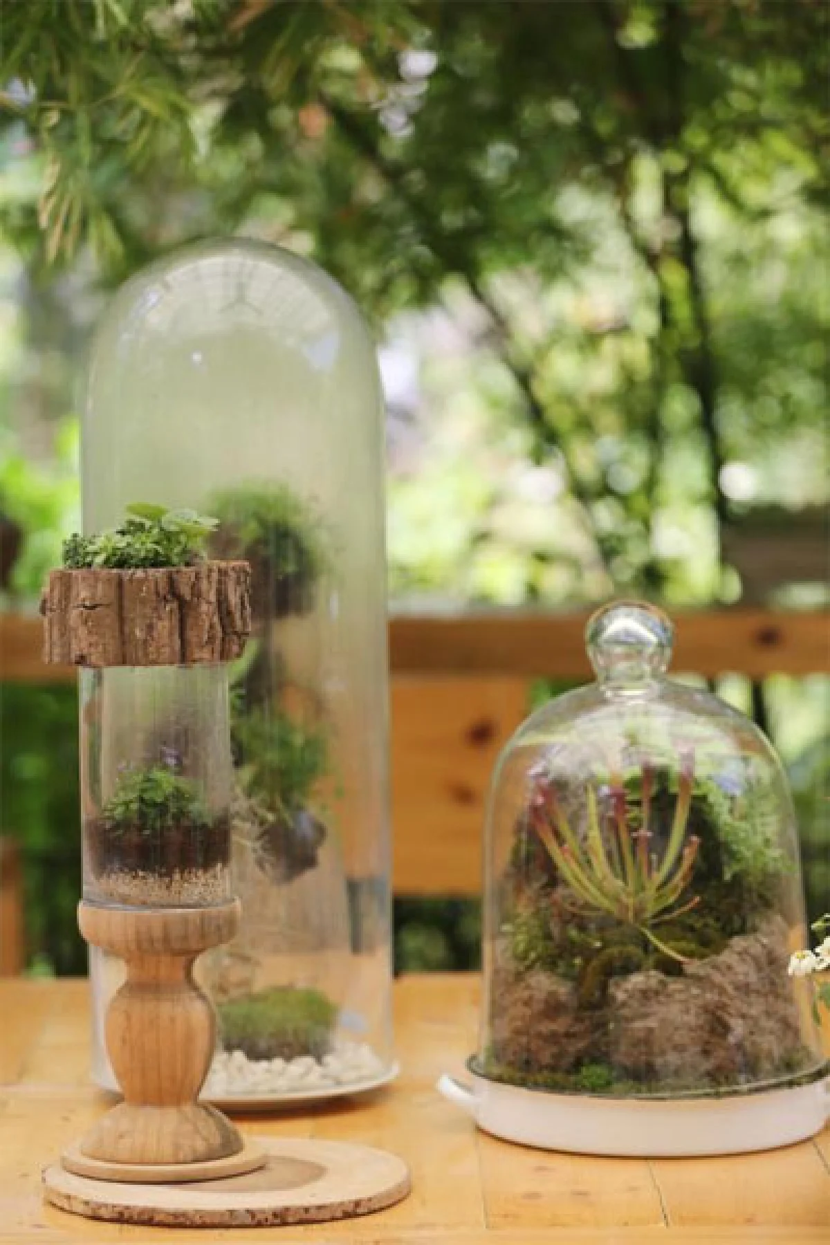 ต้นไม้ในที่ครอบแก้ว งานอดิเรกทำเงิน