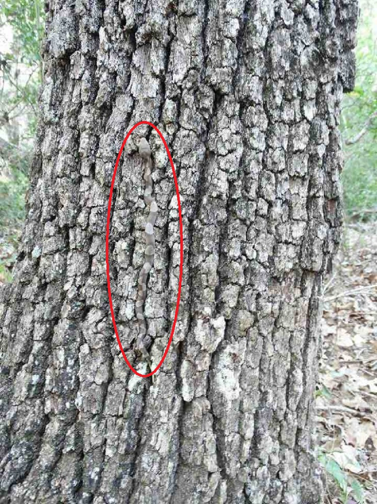 แชร์กันใหญ่!ภาพการพรางตัวสุดเนียนของเจ้างูพิษ