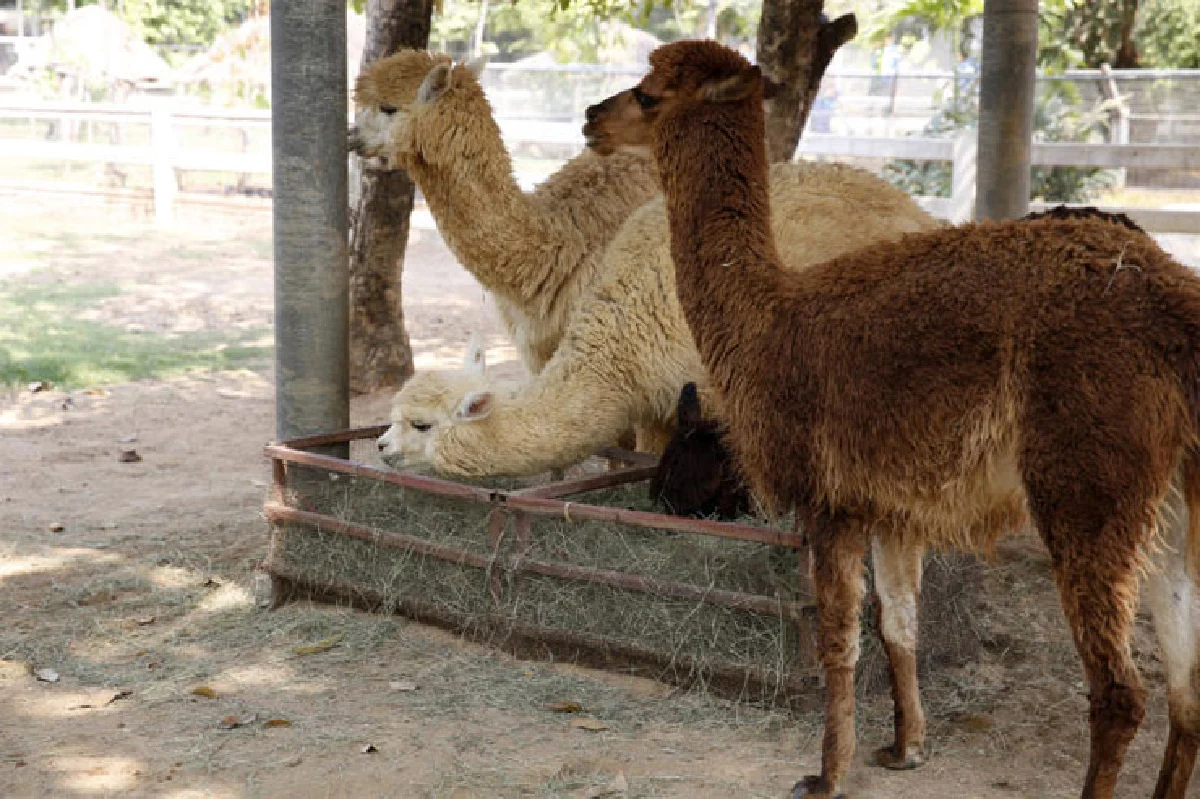 ชีวิตสุโข ณ สุโขทัย