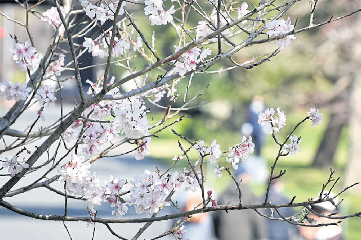 ซากุระบานที่โตเกียว