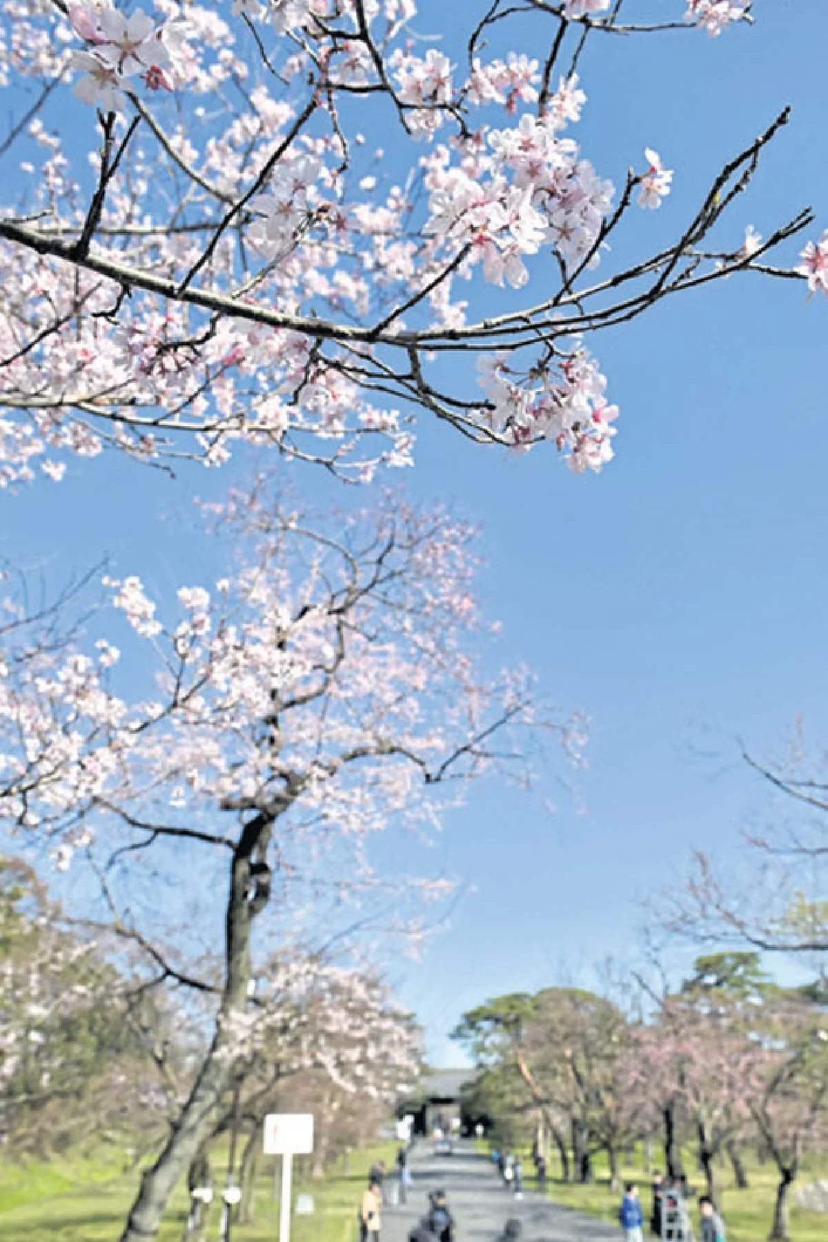 ซากุระบานที่โตเกียว